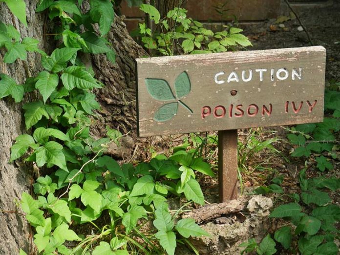 How to Recognize Hazardous Plants at Your Lake House