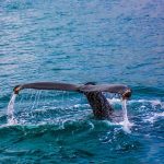 A Whale of a Time in...