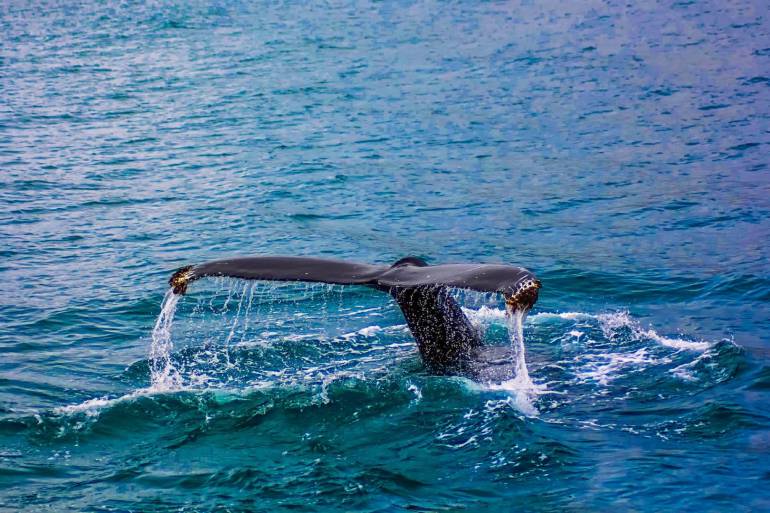 A Whale of a Time in...