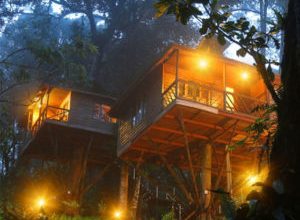 Munnar Treehouse Resorts Packages, Pricing Details [Book Treehouse]