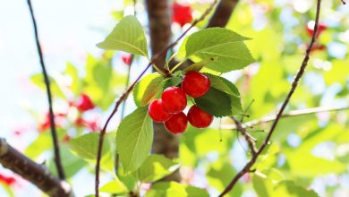 How to Pick Cherries in Traverse City: Advice From Farmers