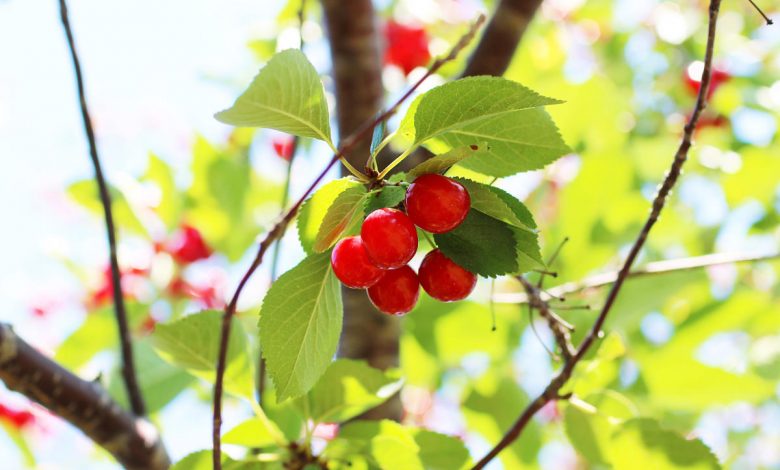 How to Pick Cherries in Traverse City: Advice From Farmers