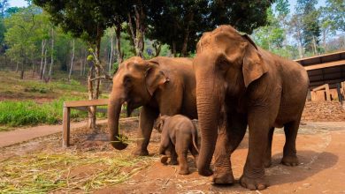 How to Connect with Nature in Thailand – Amazing Thailand