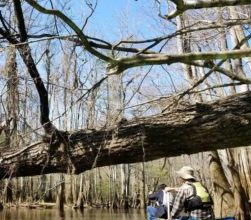 Congaree is More Than Just a Walk in the Park