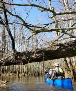 Congaree is More Than Just a Walk in the Park Congaree is More Than Just a Walk in the Park