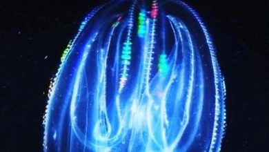 When Is Comb Jelly Season in Florida?