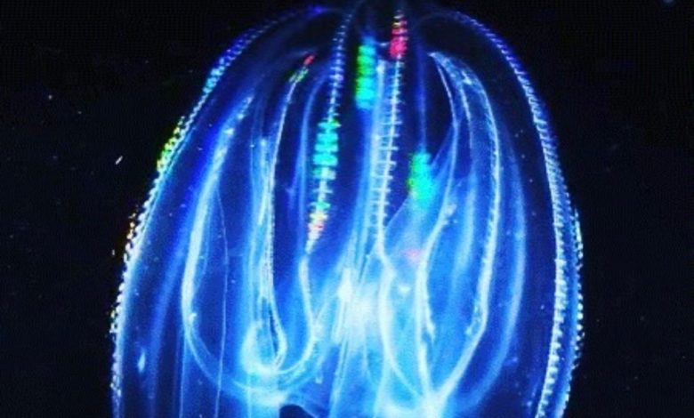 When Is Comb Jelly Season in Florida?
