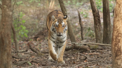 Exodus Adventure Travels Launches ‘Wild at Heart’ Initiative