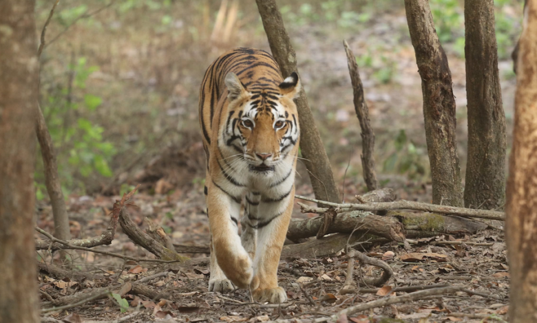 Exodus Adventure Travels Launches ‘Wild at Heart’ Initiative