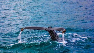 A Whale of a Time in the Bay – Blog – Nelson Mandela Bay Tourism Blog